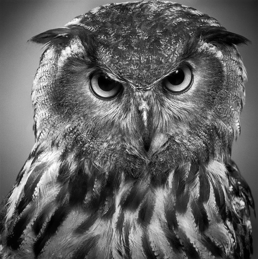 Expressive black and white portraits of animals by Alexander von Reiswitz