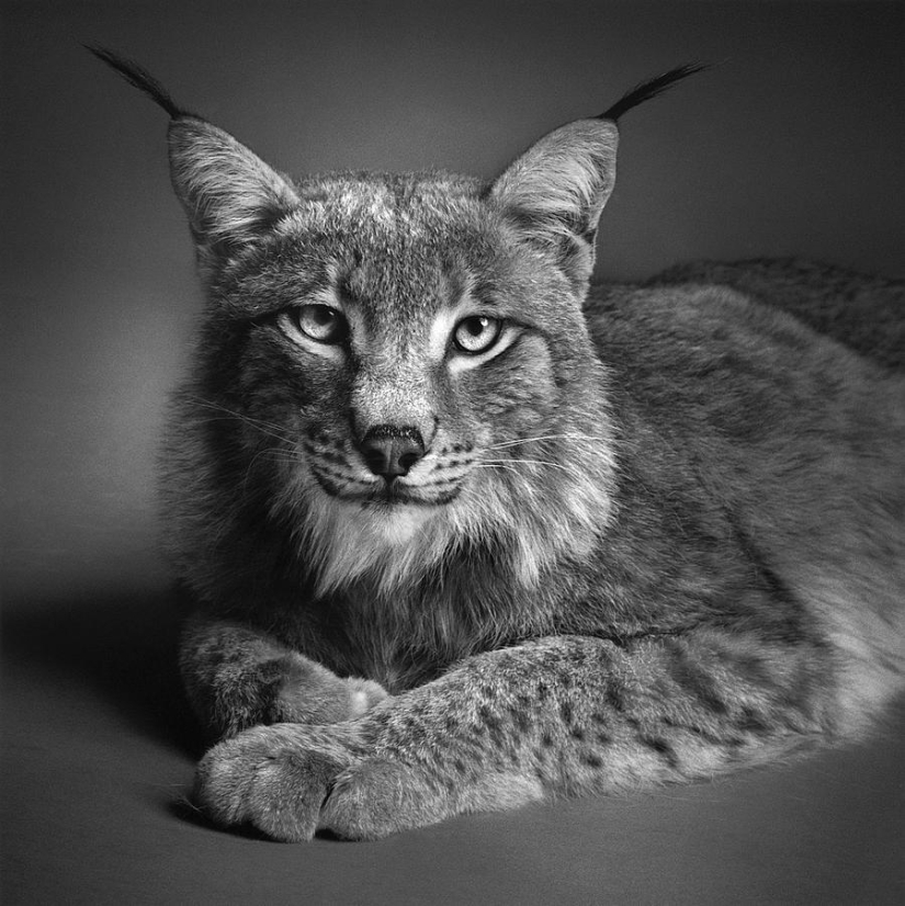 Expressive black and white portraits of animals by Alexander von Reiswitz