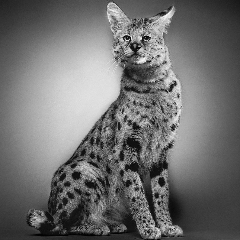 Expressive black and white portraits of animals by Alexander von Reiswitz