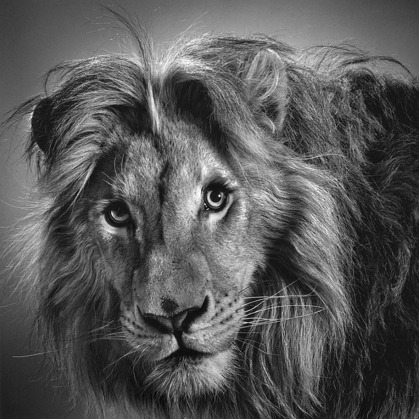 Expressive black and white portraits of animals by Alexander von Reiswitz