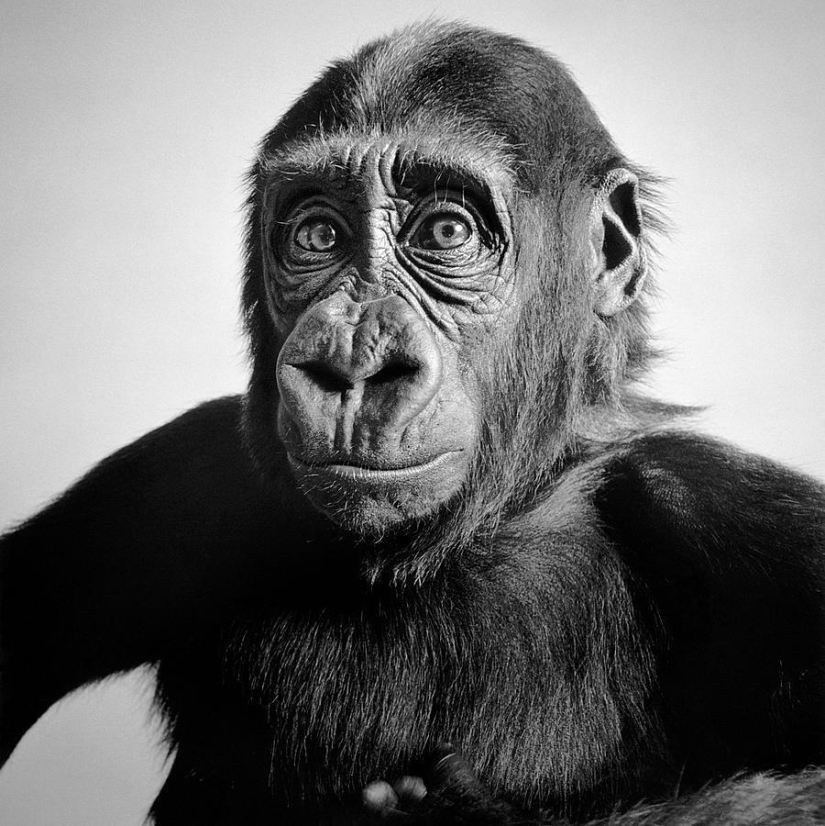 Expressive black and white portraits of animals by Alexander von Reiswitz