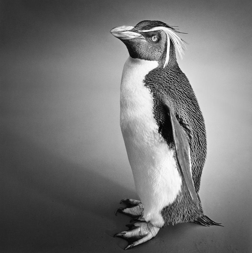 Expressive black and white portraits of animals by Alexander von Reiswitz