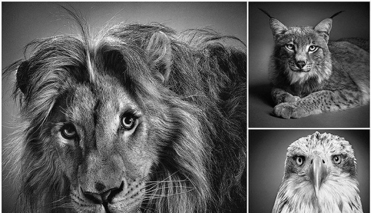 Expressive black and white portraits of animals by Alexander von Reiswitz