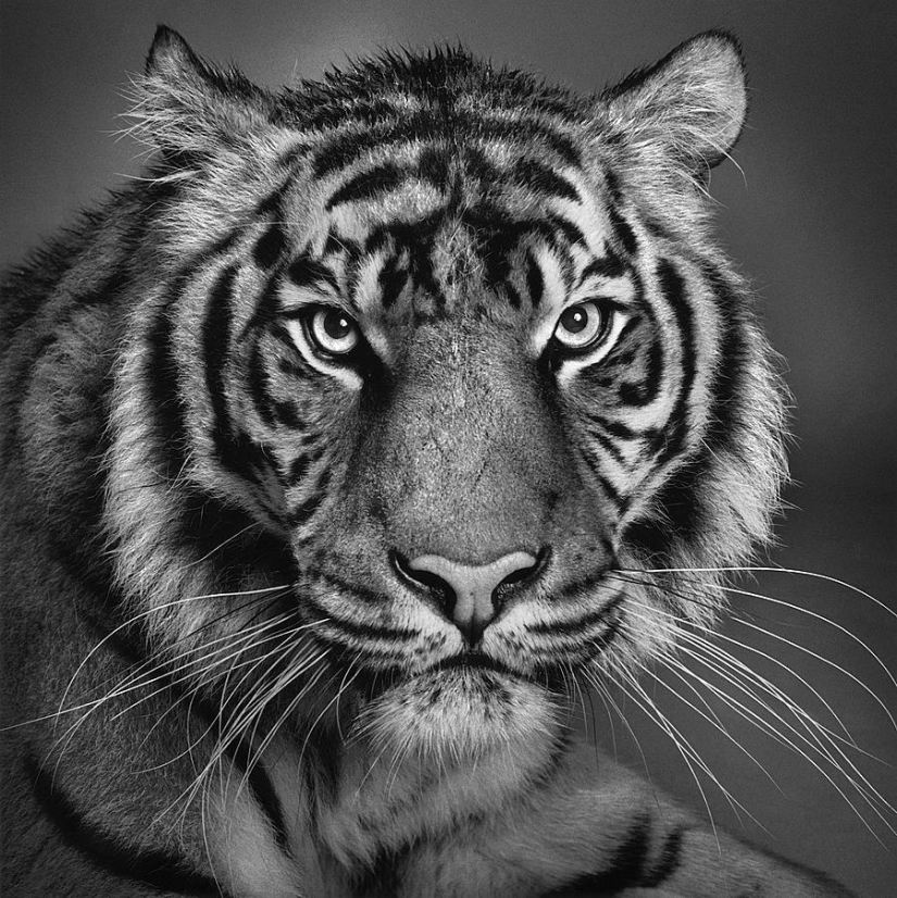 Expressive black and white portraits of animals by Alexander von Reiswitz