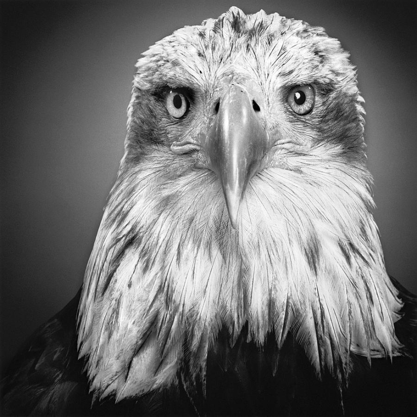 Expressive black and white portraits of animals by Alexander von Reiswitz