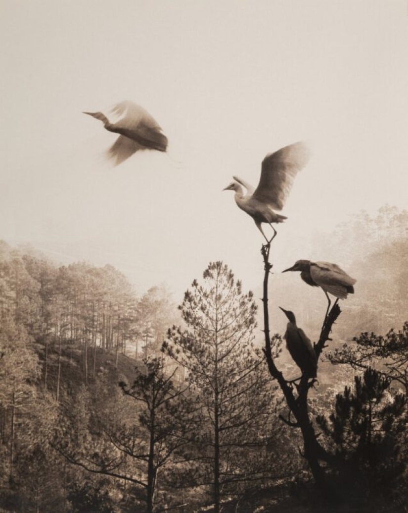 Exquisito Chino motivos en las imágenes, el icónico fotógrafo don Hong-OAI