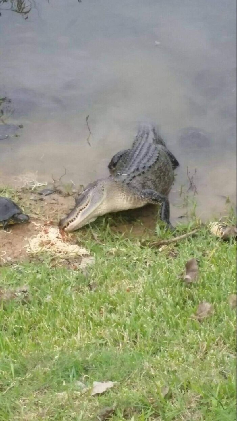 Extrañas y divertidas fotos desde el mundo de la naturaleza salvaje, lo que causa un montón de problemas