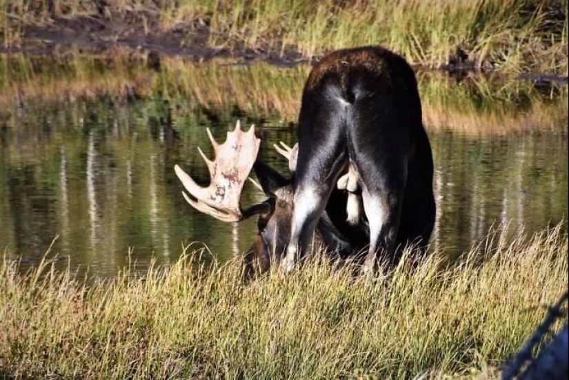 Extrañas y divertidas fotos desde el mundo de la naturaleza salvaje, lo que causa un montón de problemas