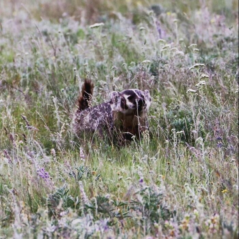 Extrañas y divertidas fotos desde el mundo de la naturaleza salvaje, lo que causa un montón de problemas