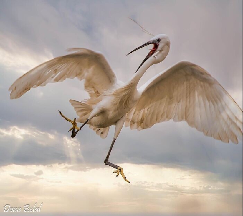 Extrañas y divertidas fotos desde el mundo de la naturaleza salvaje, lo que causa un montón de problemas