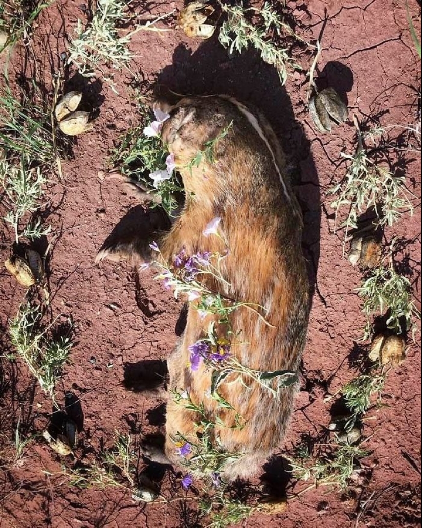 Extraordinarily beautiful and sad photos of floral memorials for dead animals