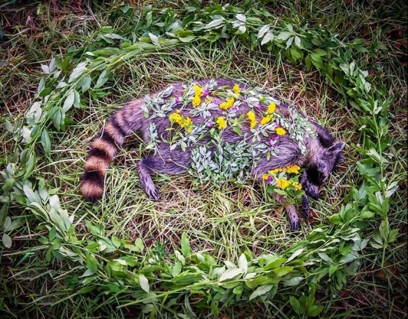 Extraordinarily beautiful and sad photos of floral memorials for dead animals