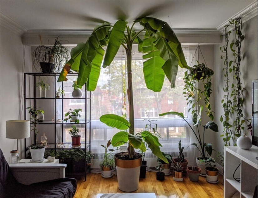 Eye delight: 22 beautiful photos of indoor plants