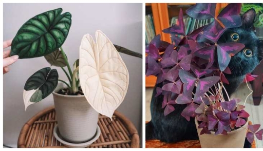 Eye delight: 22 beautiful photos of indoor plants