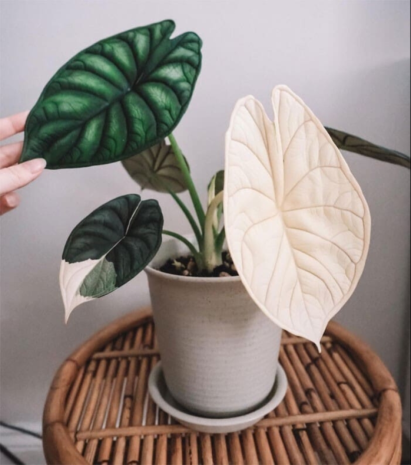 Eye delight: 22 beautiful photos of indoor plants