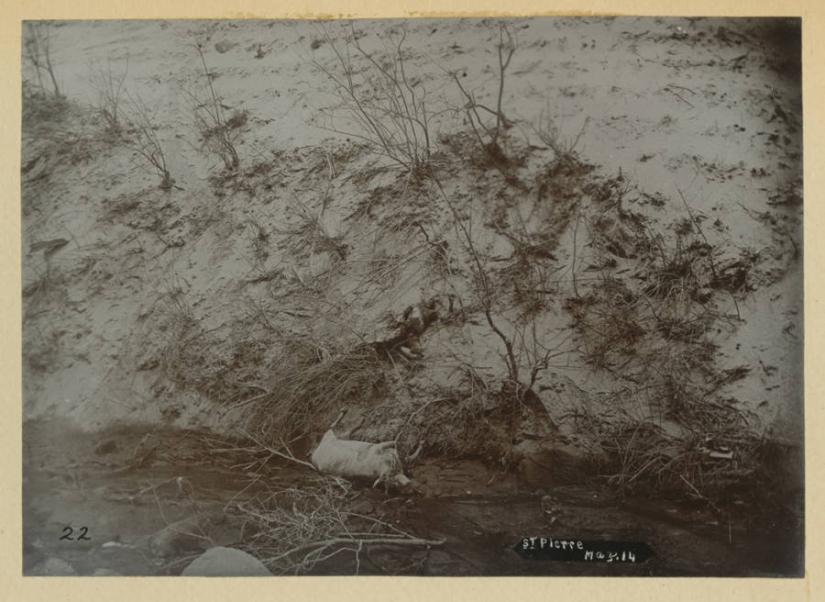 Face distorted in the throes of agony: images before and after the terrible volcanic eruption of the twentieth century