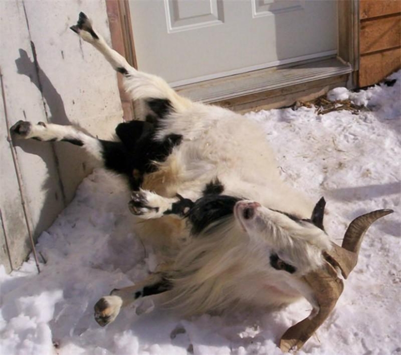 Fainting goats