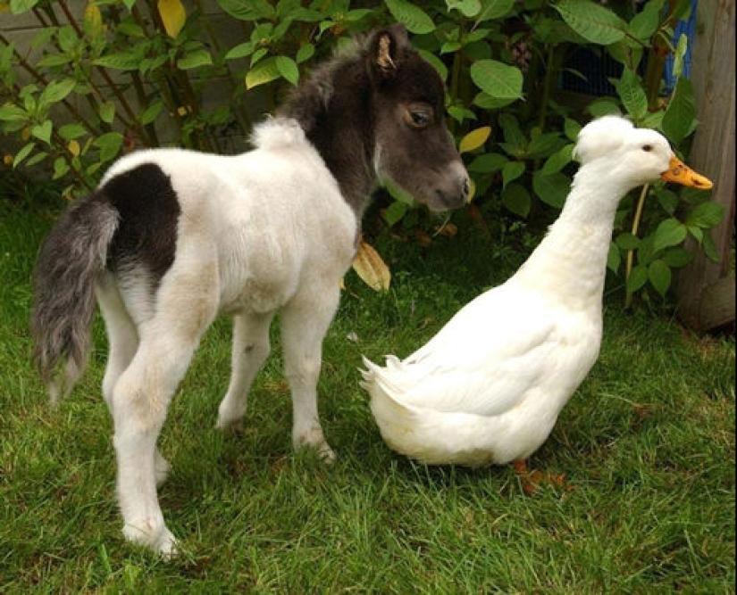 Falabella horses — the amazing story of the most exotic breed in the world