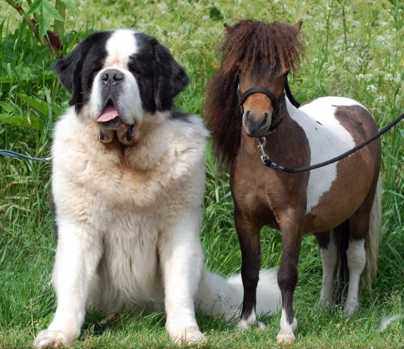 Falabella horses — the amazing story of the most exotic breed in the world