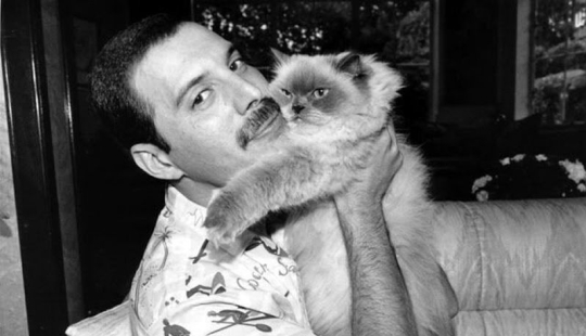 Famosos amantes de los gatos: personajes famosos y sus Mascotas