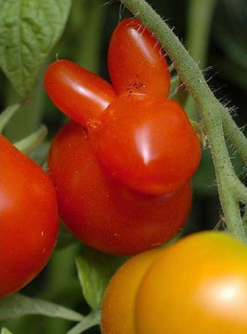 Fancy radish and other fruits-vegetables that have forgotten that they are plants