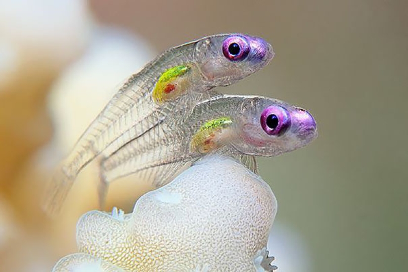 Fantastic creatures: Transparent animals whose existence is hard to believe