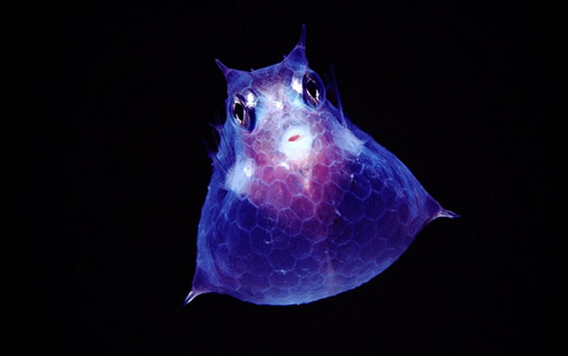 Fantastic creatures: Transparent animals whose existence is hard to believe