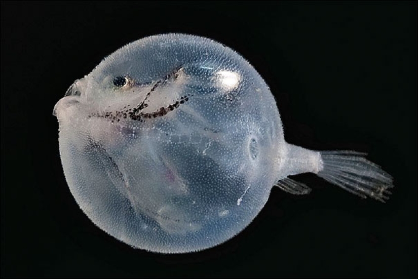 Fantastic creatures: Transparent animals whose existence is hard to believe