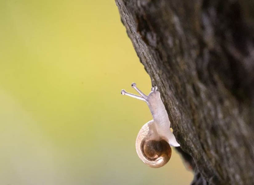 Fantastic creatures: Transparent animals whose existence is hard to believe