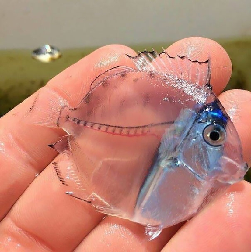 Fantastic creatures: Transparent animals whose existence is hard to believe