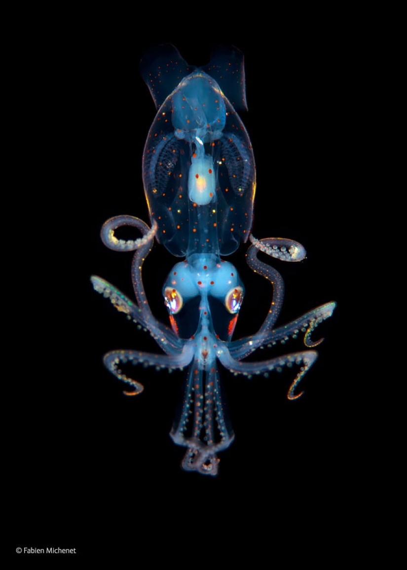 Fantastic creatures: Transparent animals whose existence is hard to believe