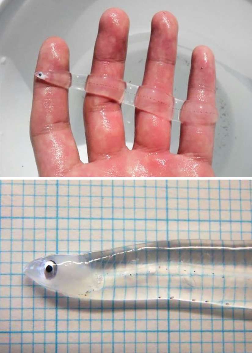 Fantastic creatures: Transparent animals whose existence is hard to believe