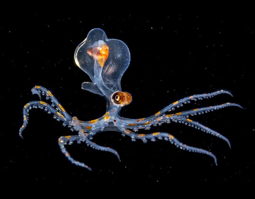 Fantastic creatures: Transparent animals whose existence is hard to believe