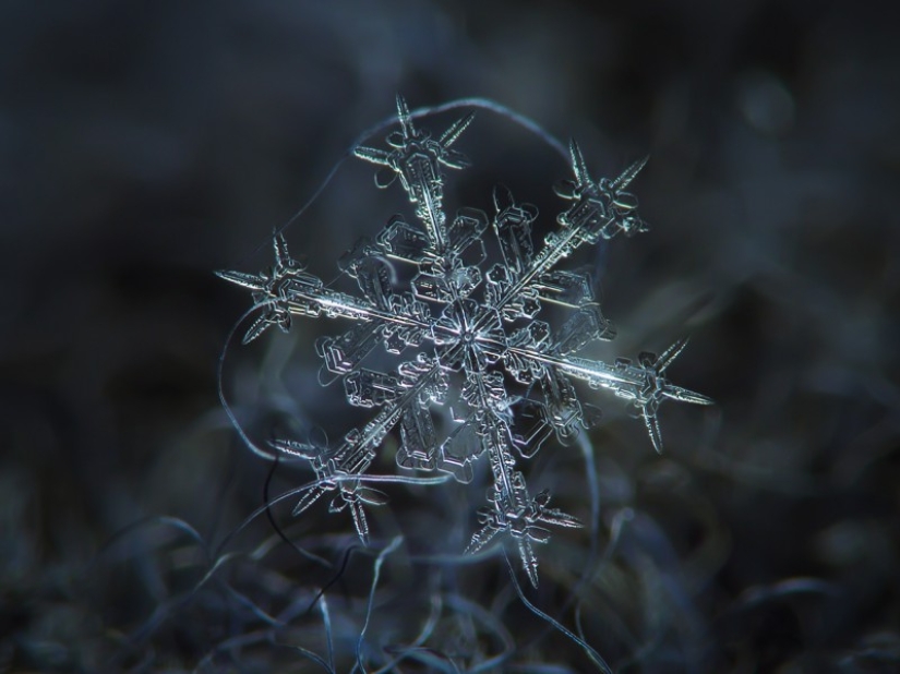 Fascinantes gotas de nieve macro en la foto del maestro ruso