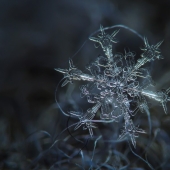 Fascinantes gotas de nieve macro en la foto del maestro ruso