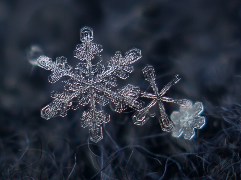 Fascinantes gotas de nieve macro en la foto del maestro ruso