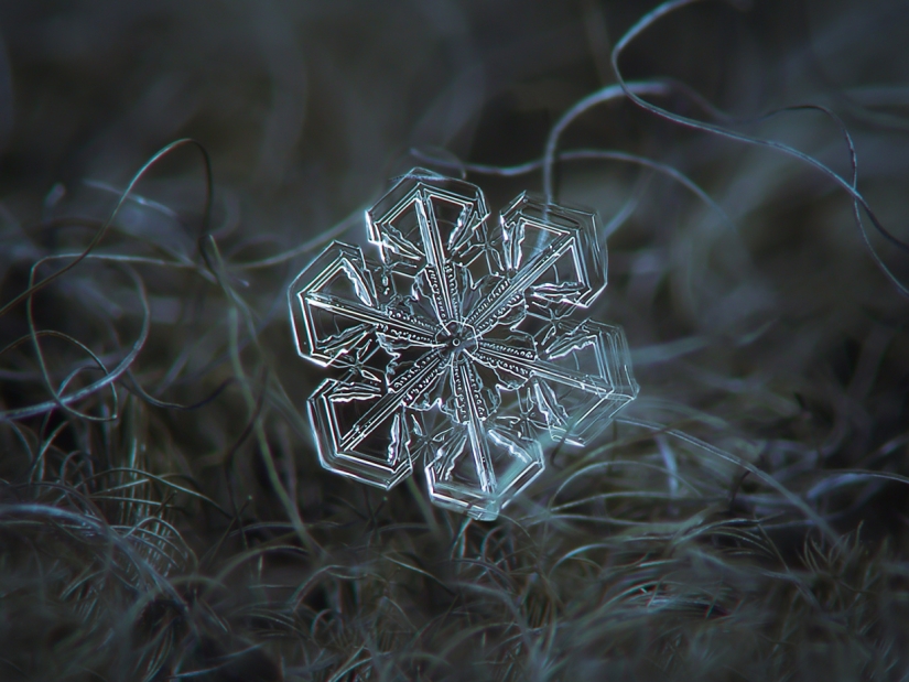 Fascinantes gotas de nieve macro en la foto del maestro ruso