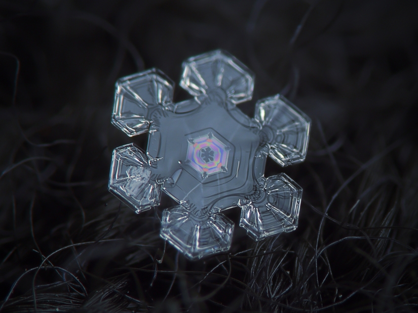 Fascinantes gotas de nieve macro en la foto del maestro ruso