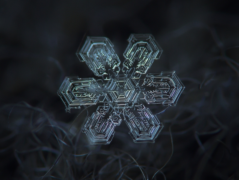 Fascinantes gotas de nieve macro en la foto del maestro ruso