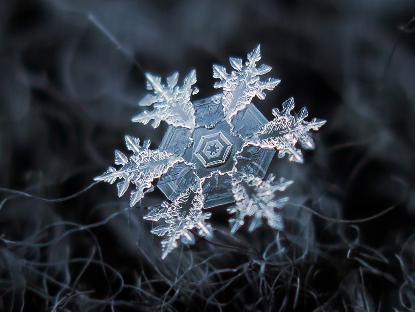 Fascinating macro snowdrops in the photo of the Russian master