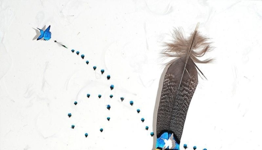 Feathers as art