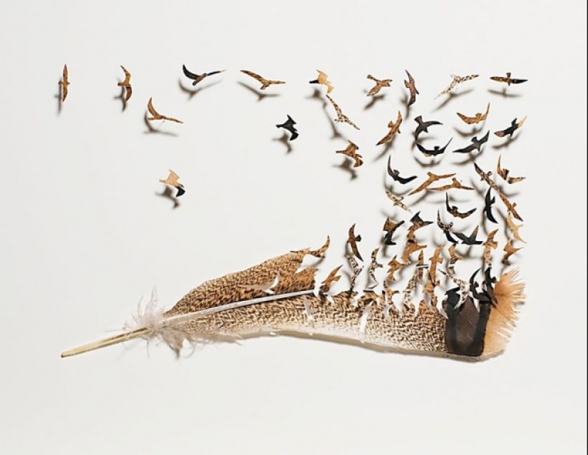 Feathers as art