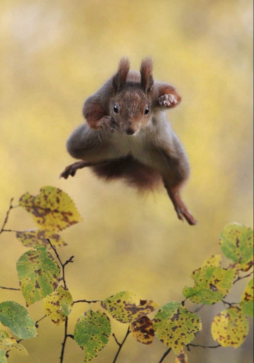 Finalists of the contest "Funny wildlife photos"