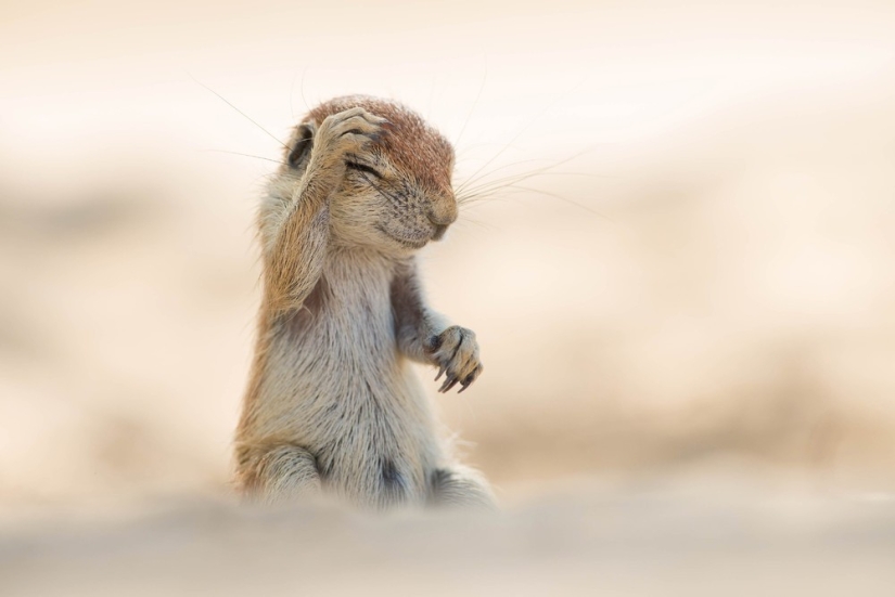 Finalists of the contest "Funny wildlife photos"