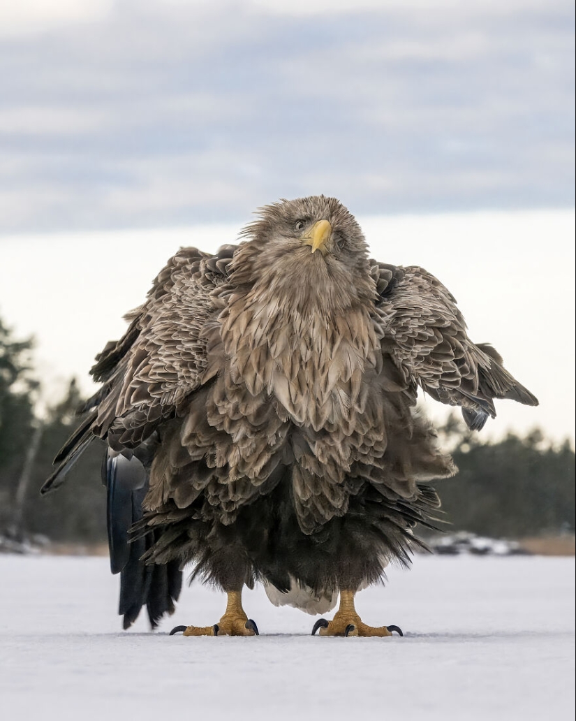 Finalists Revealed For The 2024 Nikon Comedy Wildlife Photography Awards