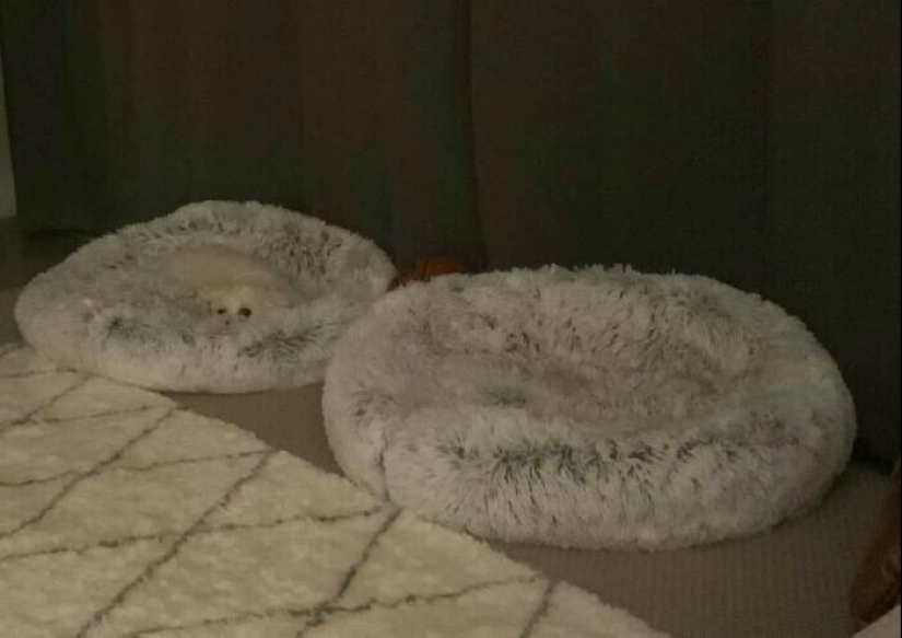 Find Me if You can: 30 Dogs who have mastered the Art of Disguise