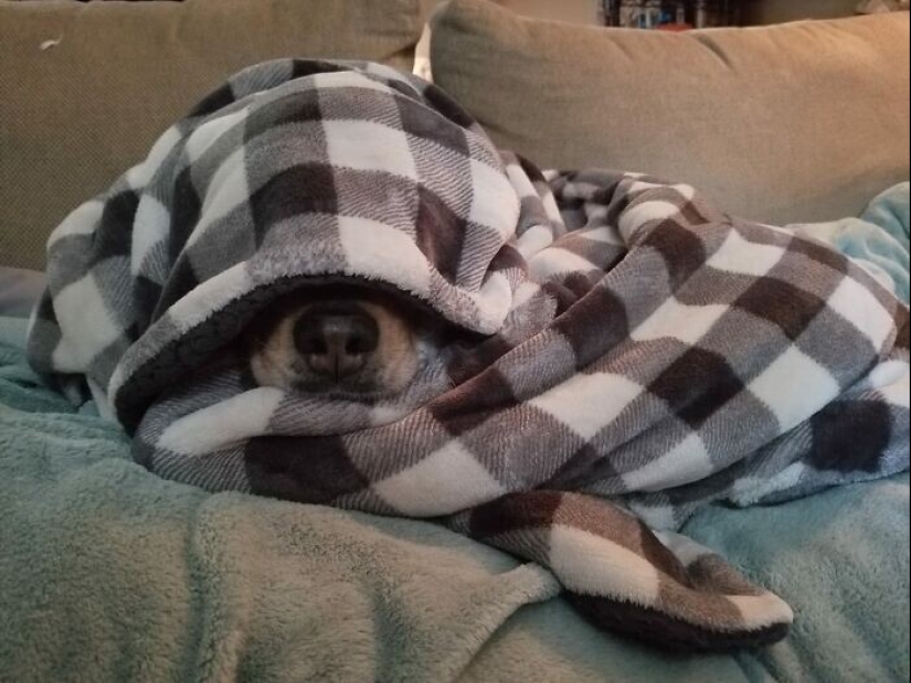 Find Me if You can: 30 Dogs who have mastered the Art of Disguise