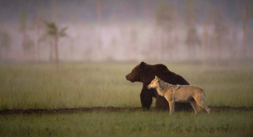 Finnish photographer captures unusual friendship between a wolf and a bear