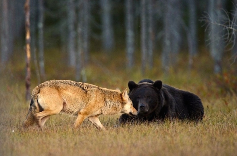 Finnish photographer captures unusual friendship between a wolf and a bear