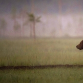 Finnish photographer captures unusual friendship between a wolf and a bear